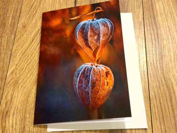 Briefkarte Physalis mit erstem Frost (art+nature)