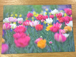 Postkarte Bunte Tulpen (art+nature)