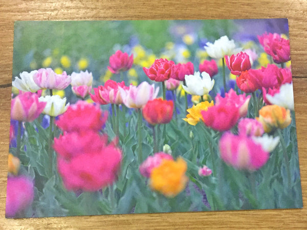 Postkarte Bunte Tulpen (art+nature)