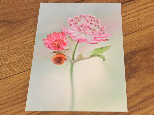 Postkarte Sterndolde Schnecke (art&nature)