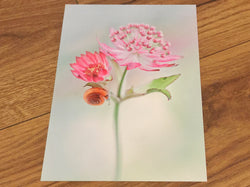 Postkarte art+nature Sterndolde Schnecke