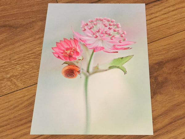 Postkarte art+nature Sterndolde Schnecke