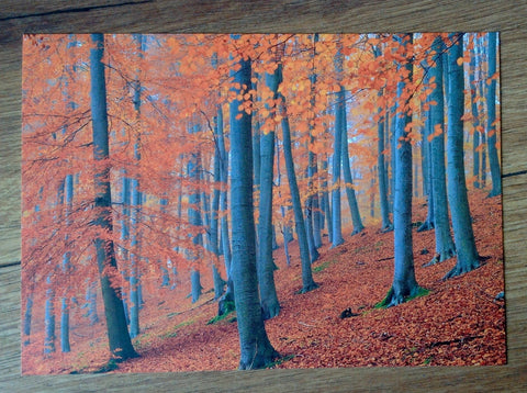 Postkarte Buchenwald (art+nature)