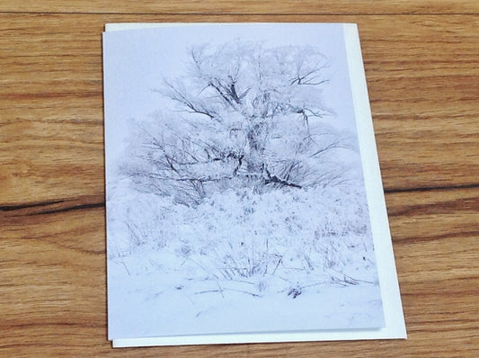 Briefkarte Baum im Schnee (art+nature) B6