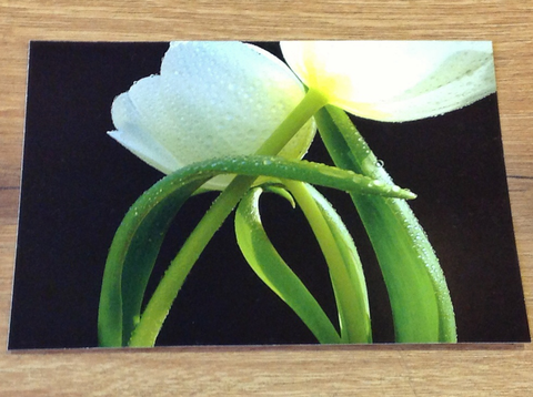 Postkarte Die Umarmung Tulpen PP - Polly Paper