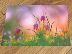 Postkarte art+nature Frühlingslicht - Polly Paper
