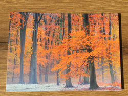 Postkarte art+nature Erster Schnee - Polly Paper