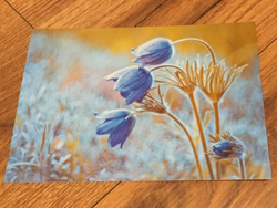 Postkarte art+nature Kuhschellen - Polly Paper