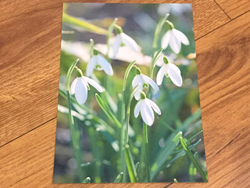 Postkarte art+nature Schneeglöckchen - Polly Paper