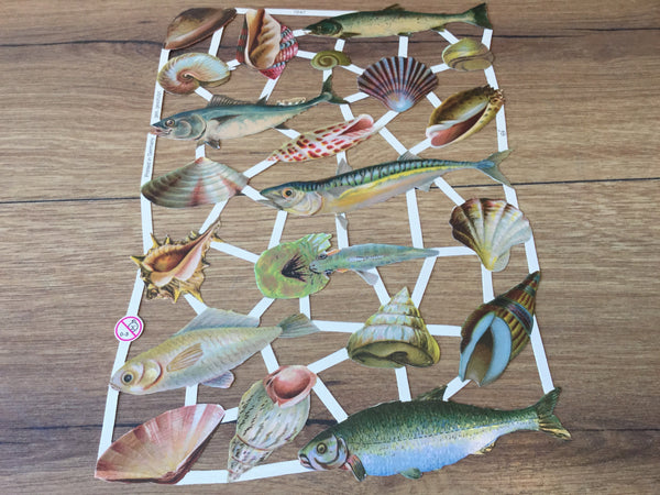 Glanzbilder Fische Meerestiere°