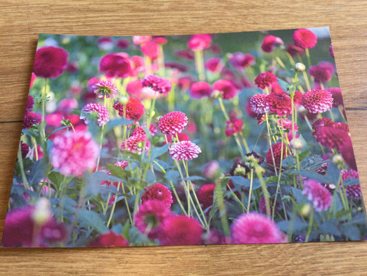 Postkarte Dahliengarten (art+nature)
