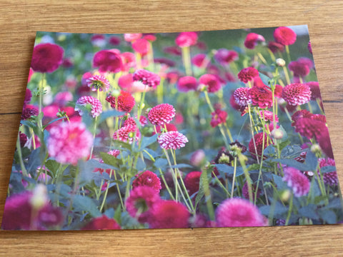 Postkarte art+nature Dahliengarten
