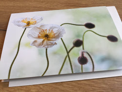 Briefkarte Islandmohn (art+nature)