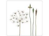 Magnet Blumen 5x5cm ("Zwiebelblueher")