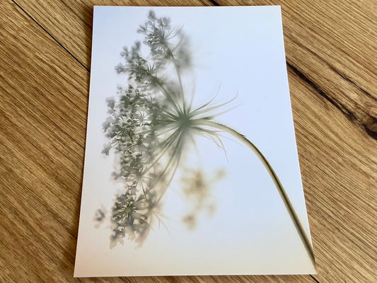 Postkarte Wilde Möhre (art+nature) B6